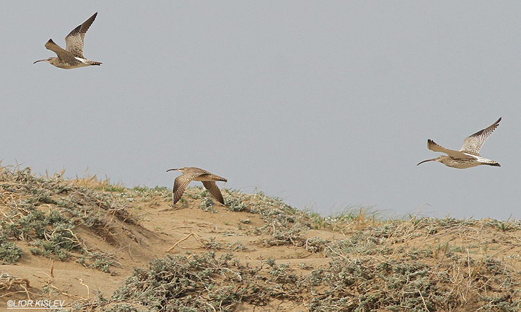 from left to right , Whimbrel, Hudsonian Whimbrel, Curlew,   Ha-Bonim nature reserve,17-12-14.